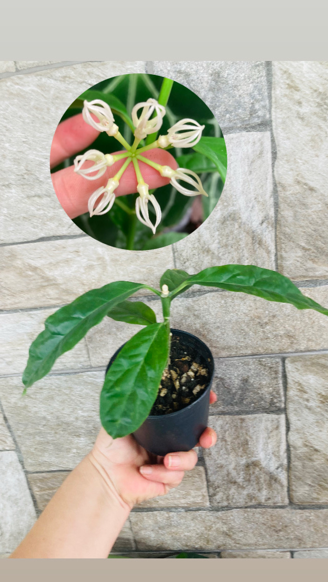 Hoya decipualae 