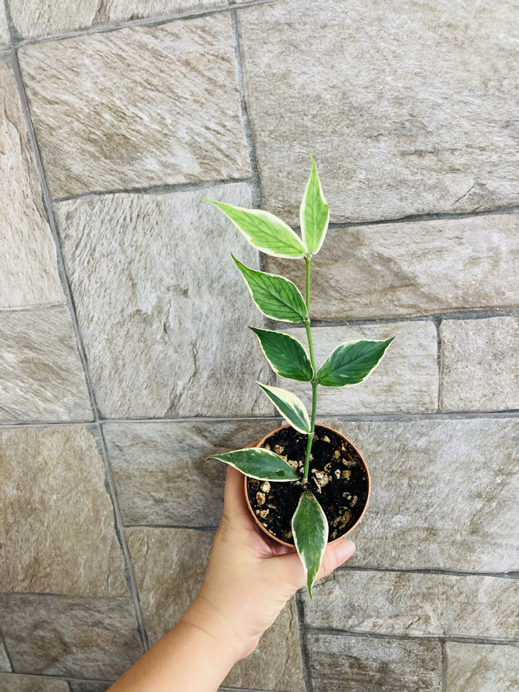 Hoya polynuera variegate