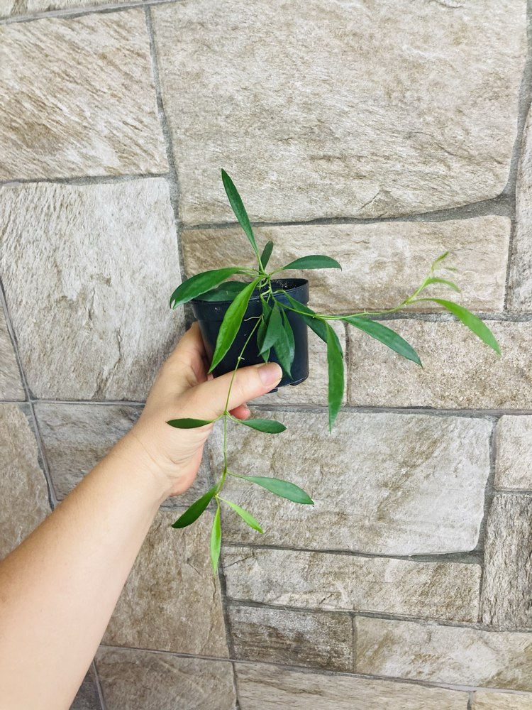 Hoya odettea x tsangii