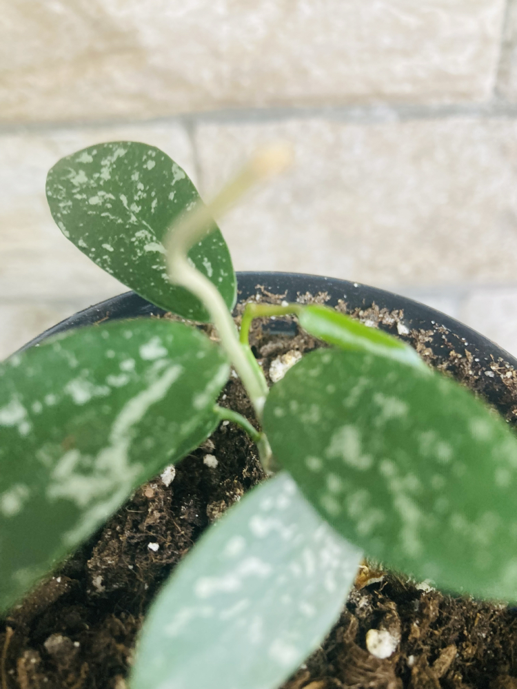 Hoya hon thom
