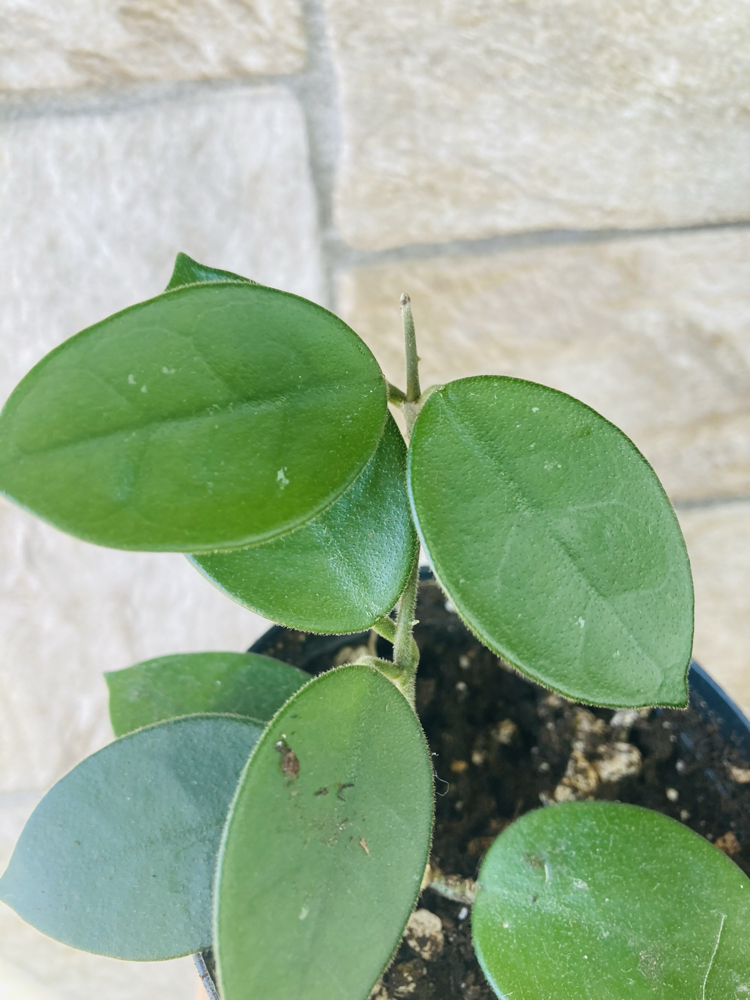 Hoya cv chouke 
