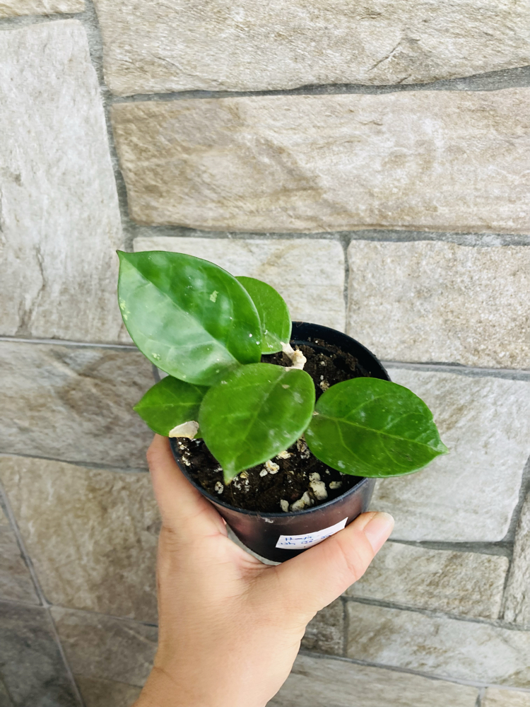Hoya uh 03-05