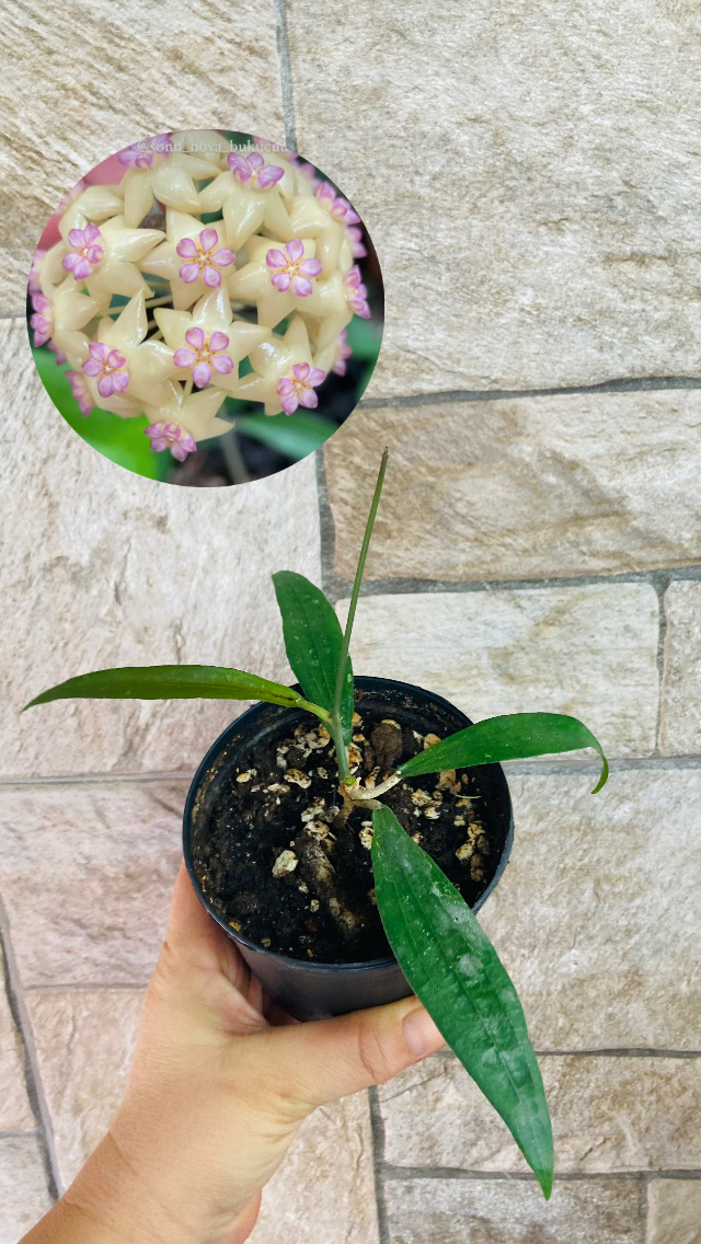 Hoya rindu rafflesia