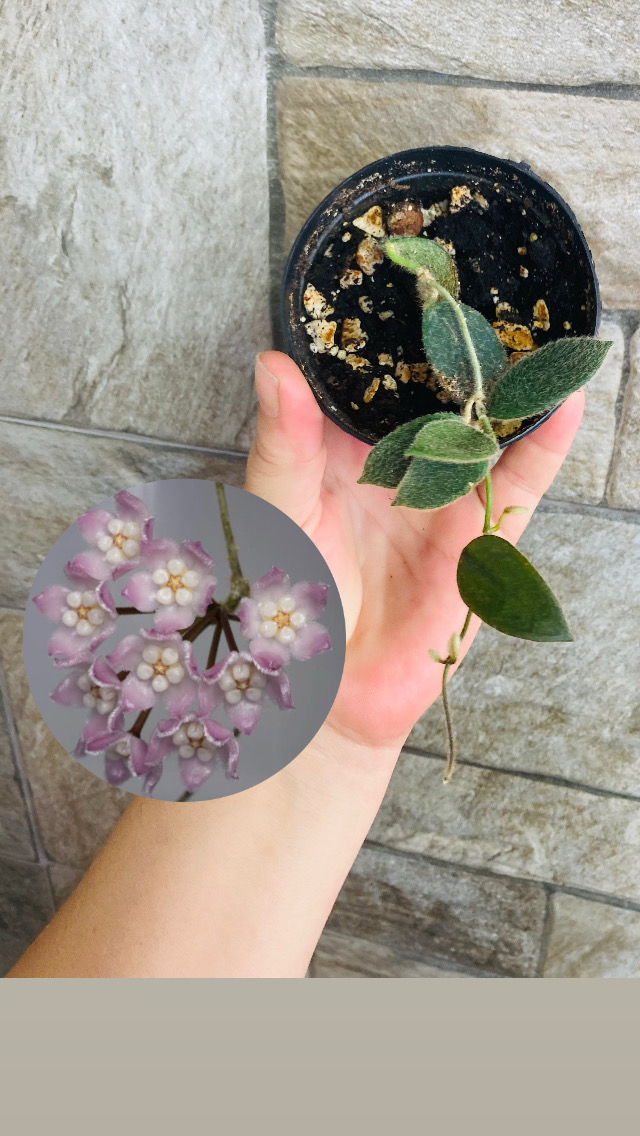 Hoya thomsonii pink