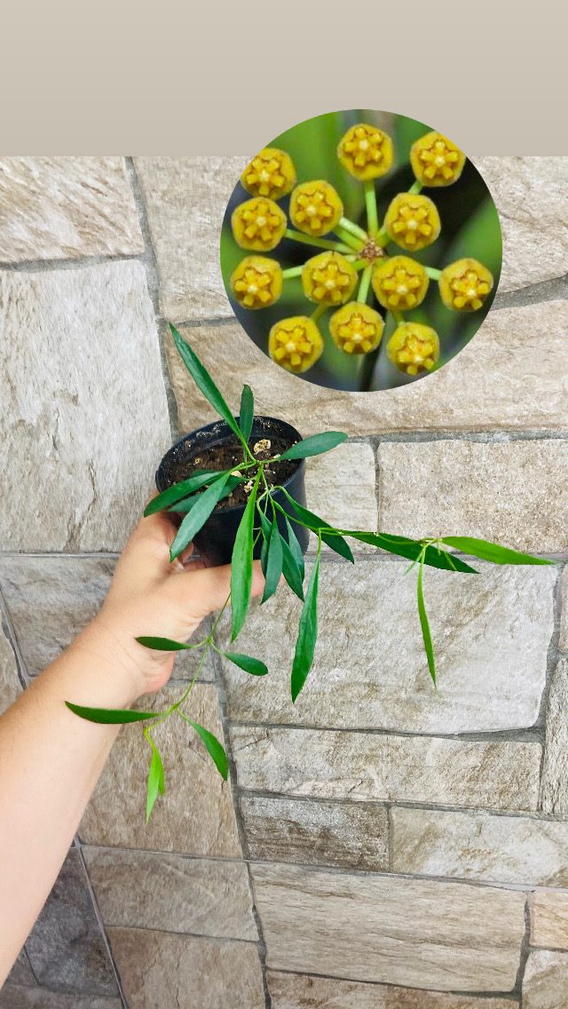 Hoya odettea x tsangii