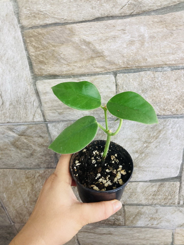 Hoya gigas
