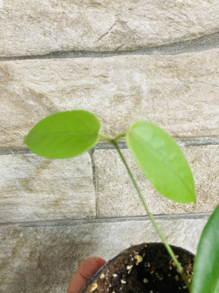 Hoya inflata 