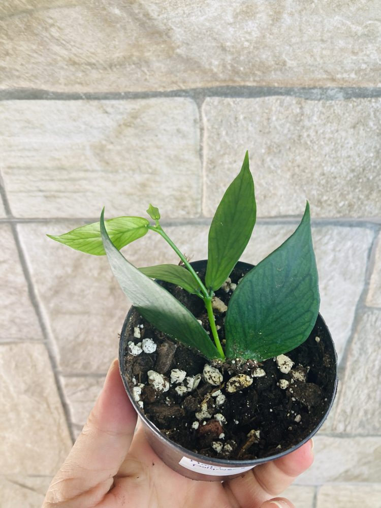 Hoya polynuera