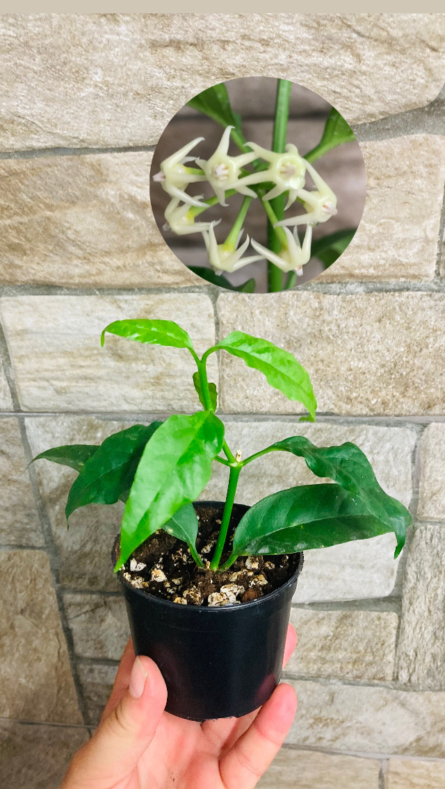 Hoya solokensis 