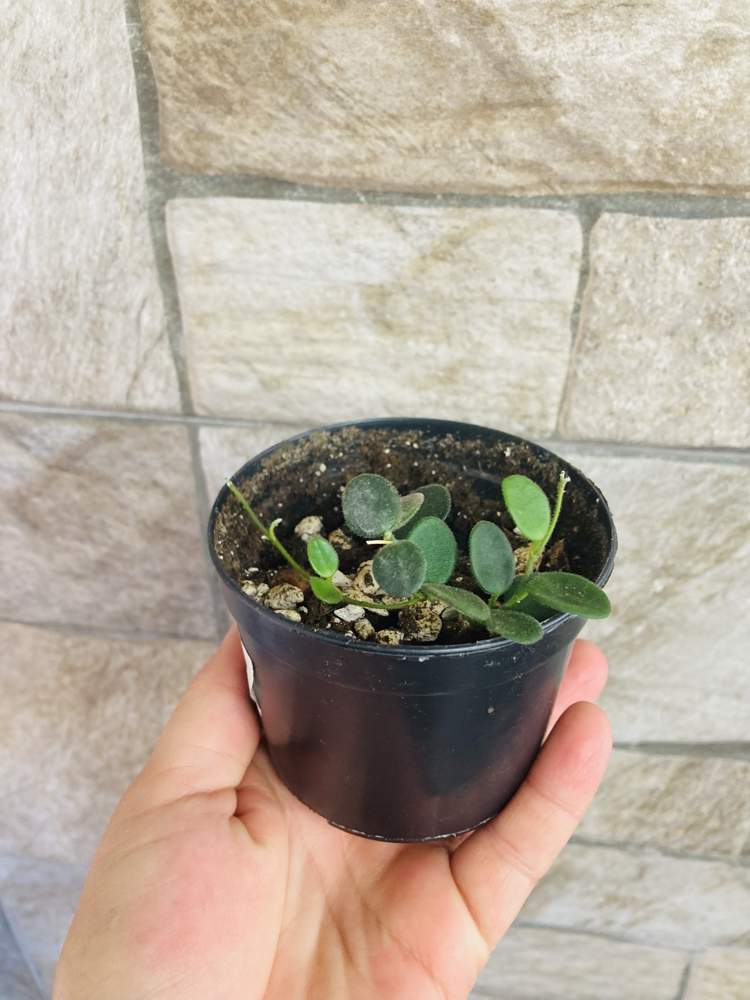 Hoya serpens 