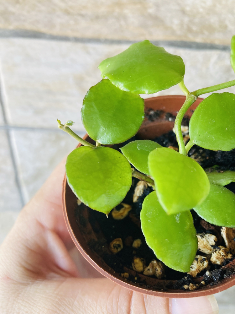 Hoya endauensis