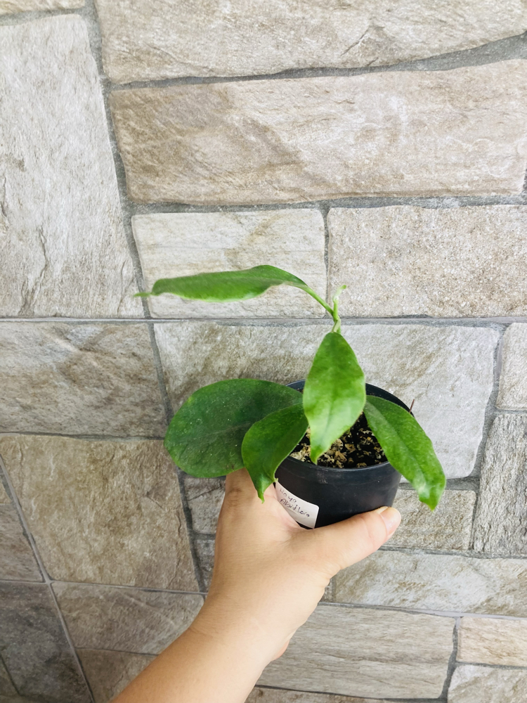 Hoya albiflora