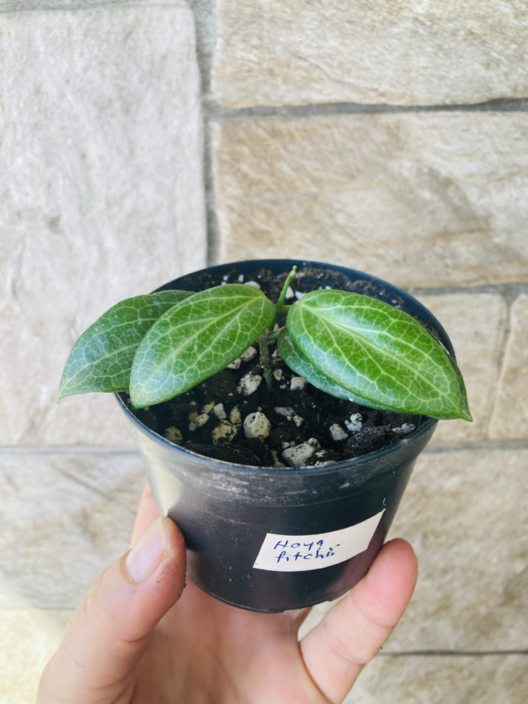 Hoya fitchii