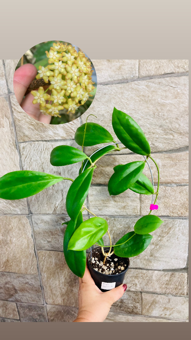 Hoya incarssata