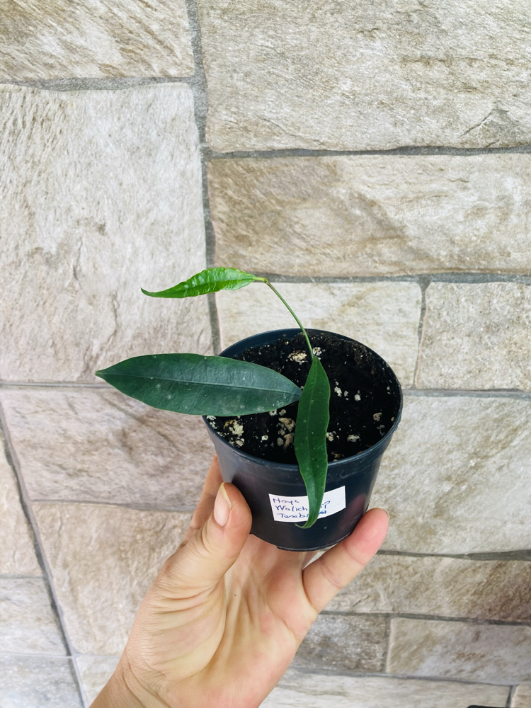 Hoya wallichii ssp tenebrosa slm 02
