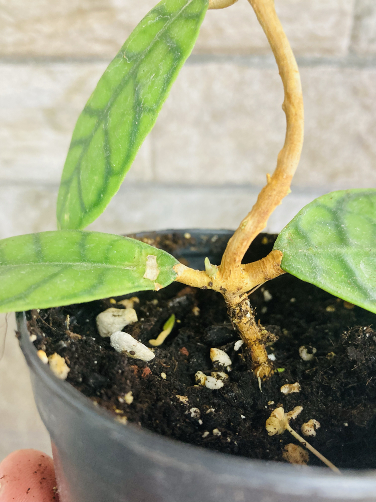 Hoya callistophylla 