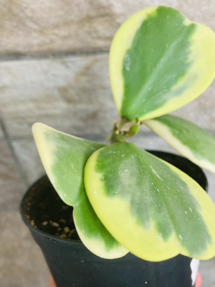 Hoya kerrii