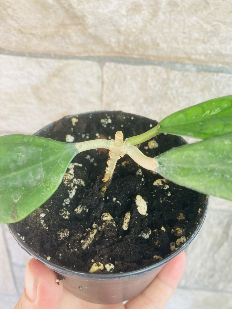 Hoya sp germany