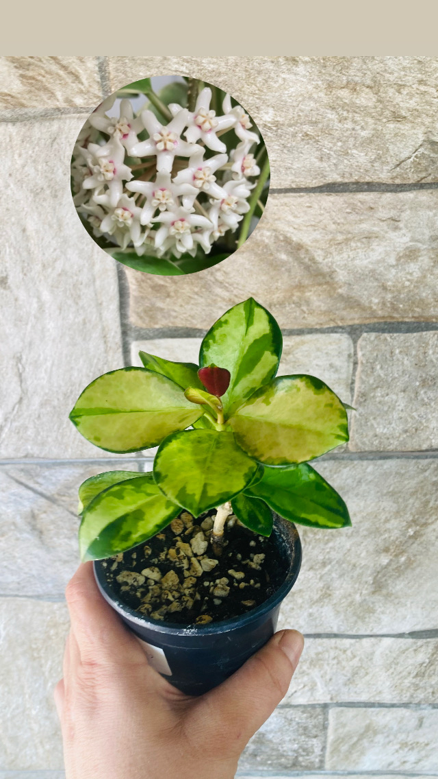 Hoya australis lisa 
