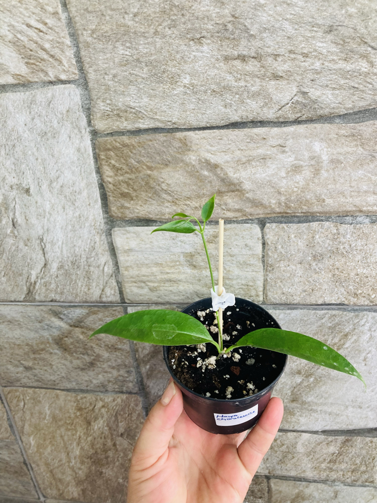 Hoya chloroleuca 