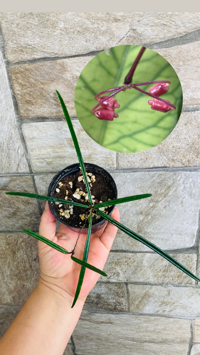 Hoya İnsularis 