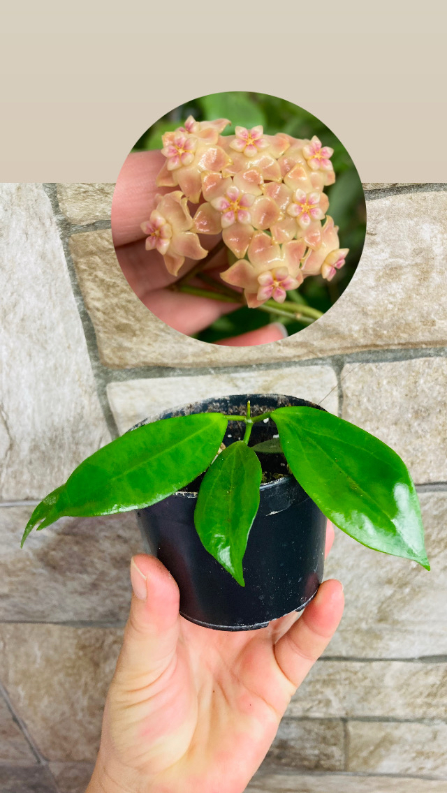 Hoya neo ebudica 