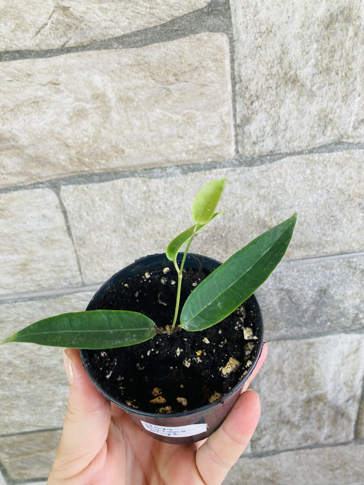 Hoya surisana orange 