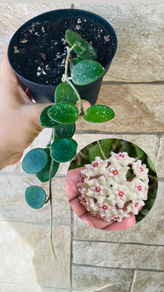 Hoya mathilde 