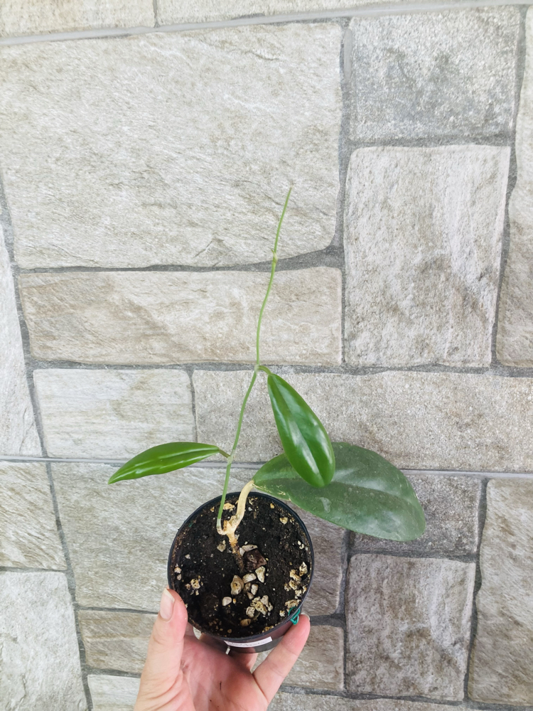 Hoya incarssata
