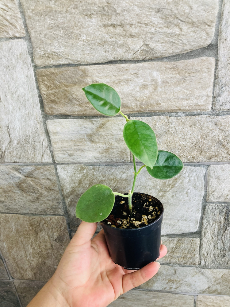 Hoya lautarbahii