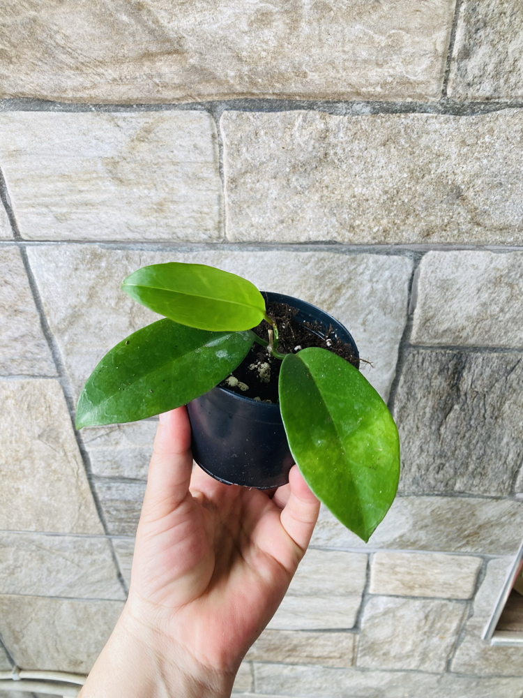 Hoya vitiensis