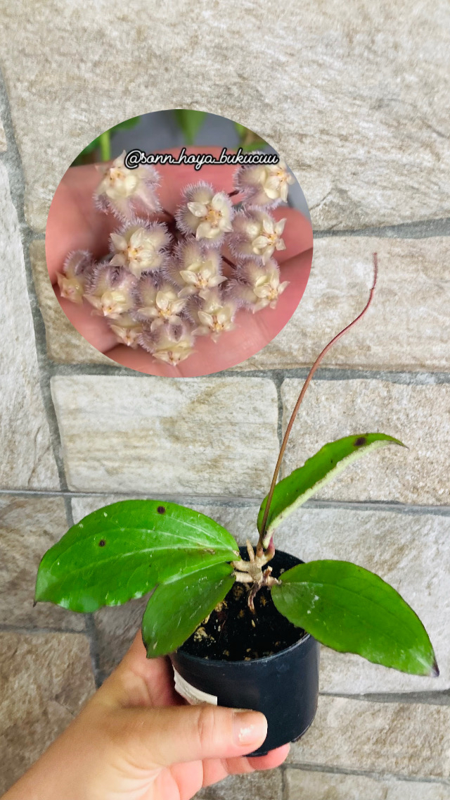 Hoya erythrina nara purple 