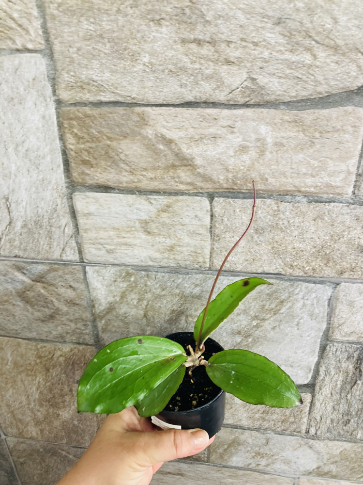 Hoya erythrina nara purple 