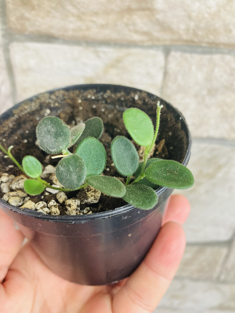 Hoya serpens 