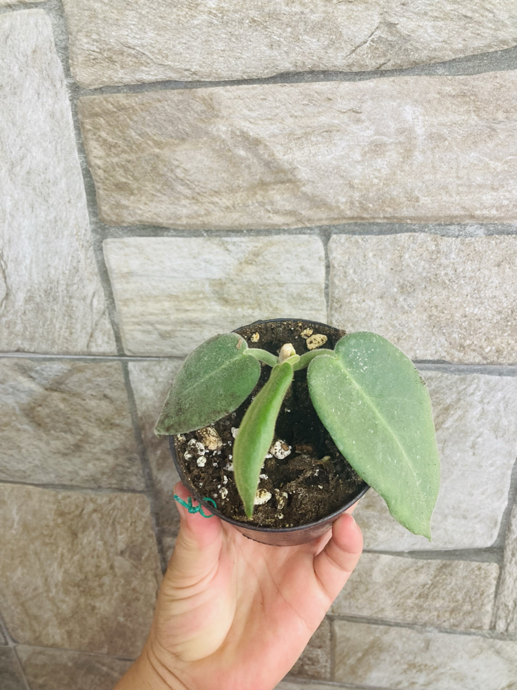 Hoya calycina stargezer 