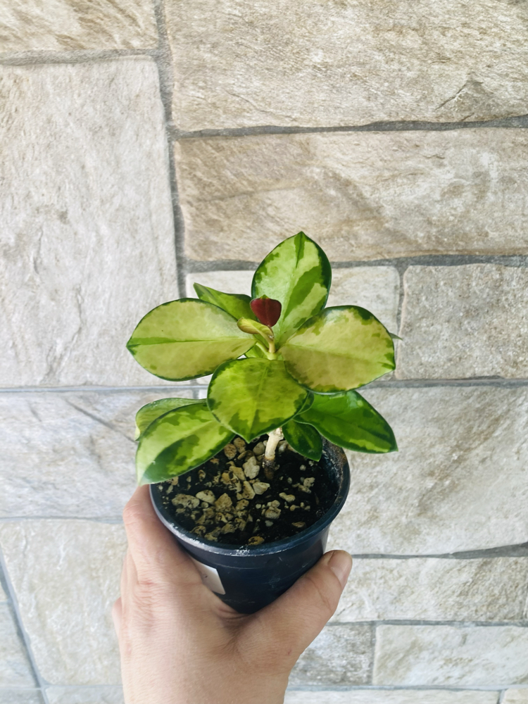 Hoya australis lisa 