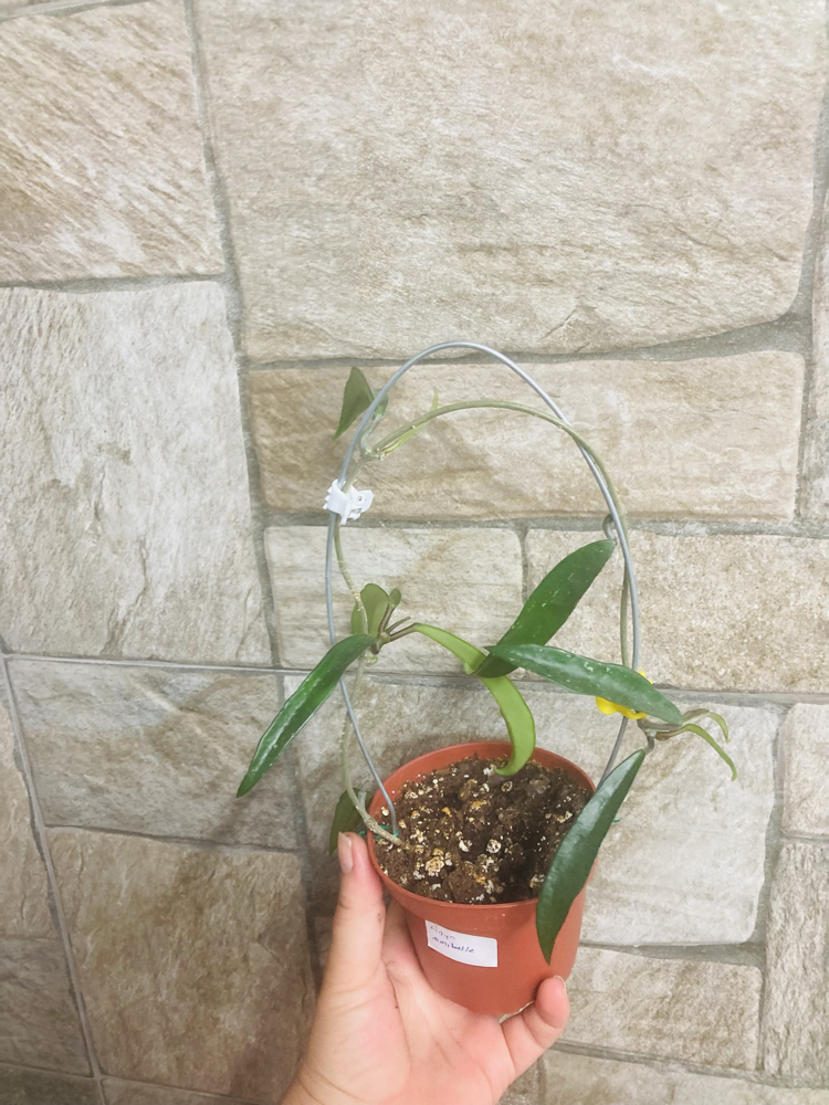 Hoya mini belle