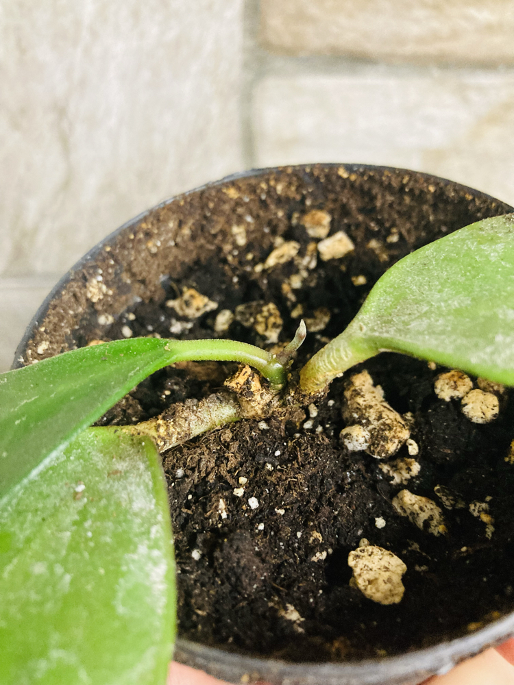 Hoya benchaii