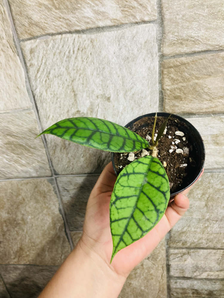 Hoya callistophylla cal 16