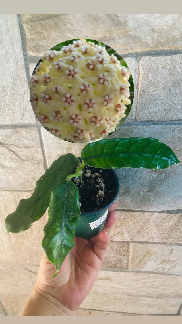 Hoya villosa long leaf