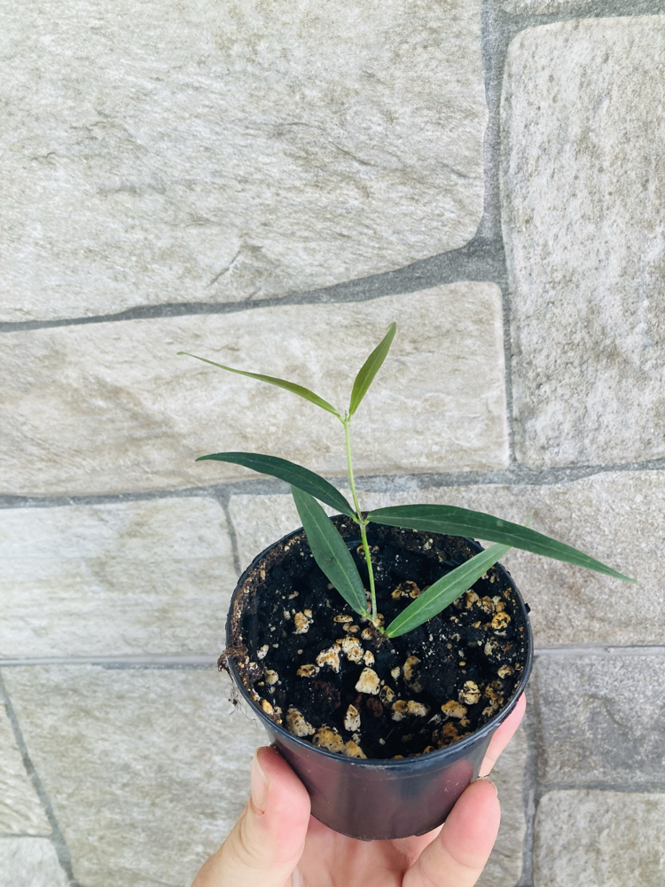 Hoya paradisiae