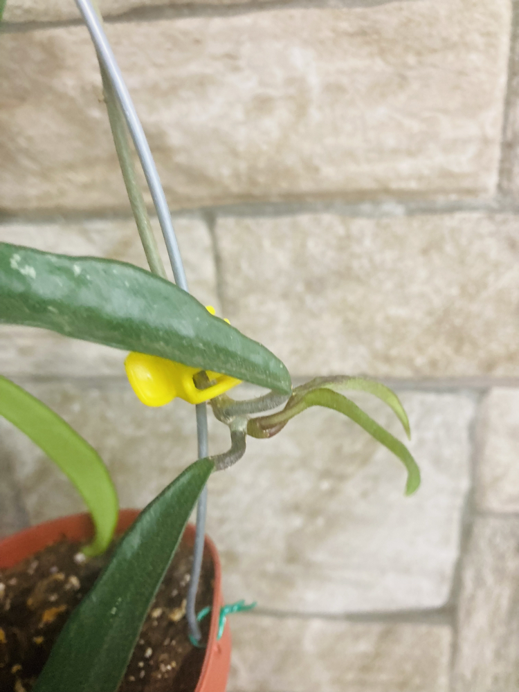 Hoya mini belle