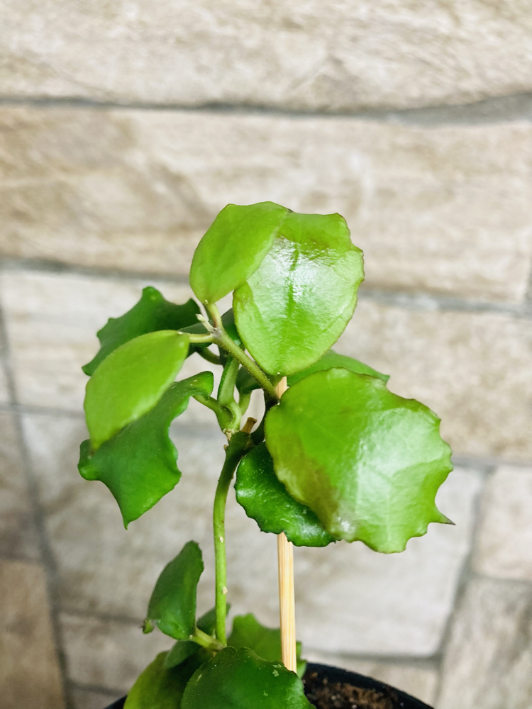 Hoya endauensis