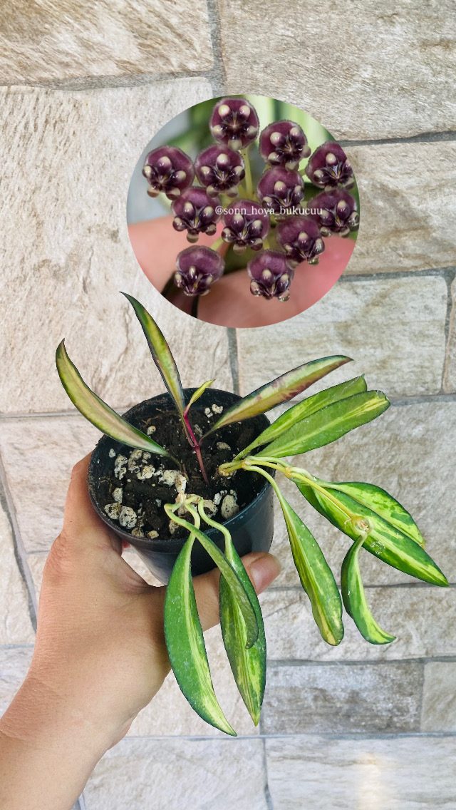 Hoya wayetii tricolar