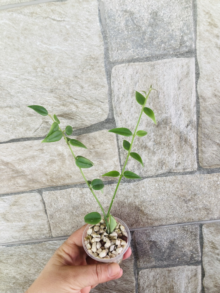 Hoya bella variegate 