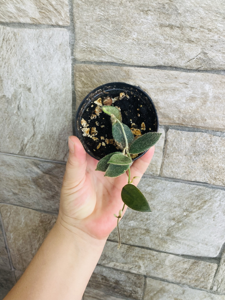 Hoya thomsonii pink
