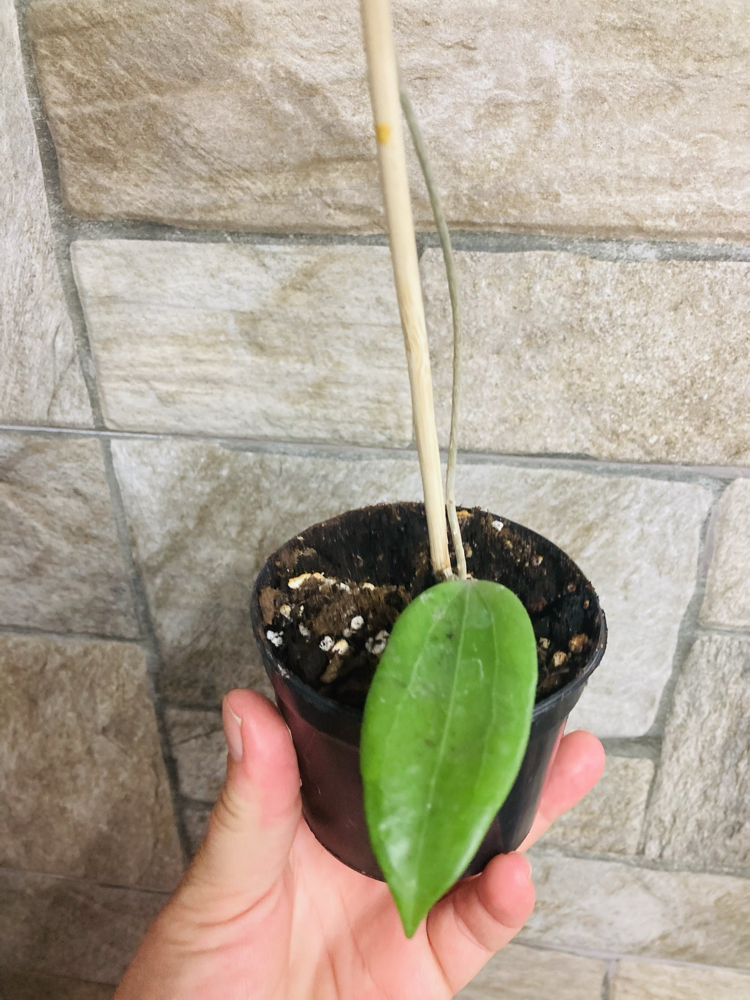 Hoya cinnamomifolia 