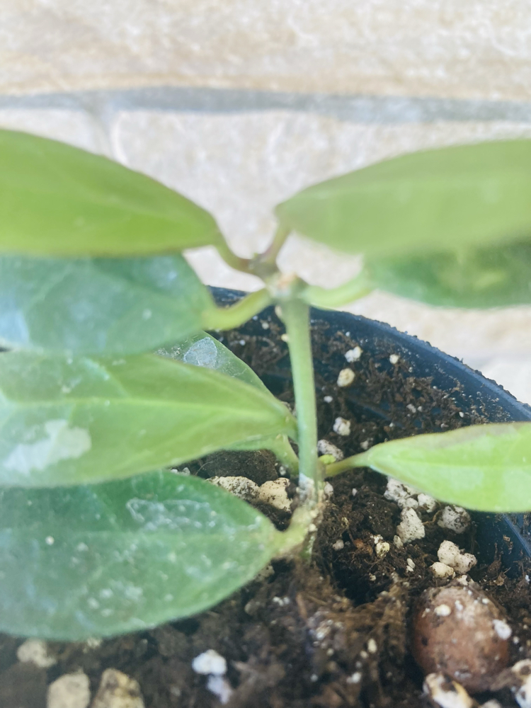 Hoya rebecca 