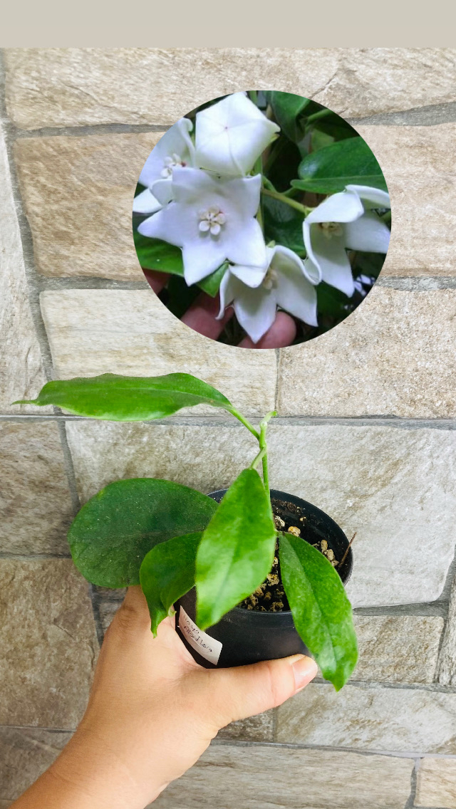 Hoya albiflora