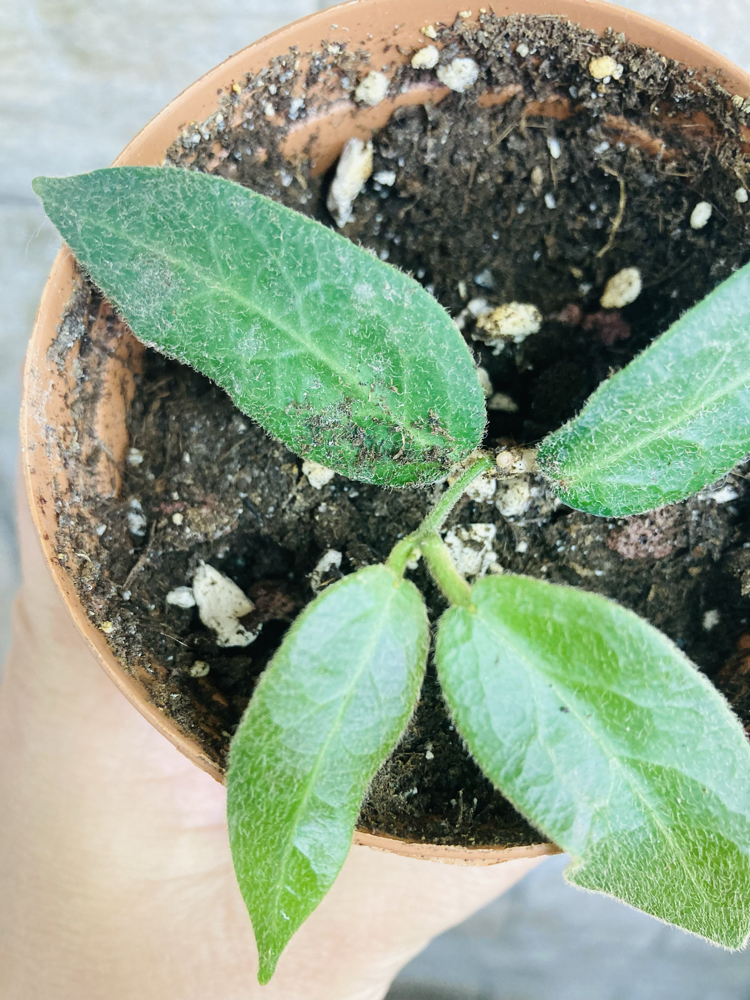 Hoya patella pink 